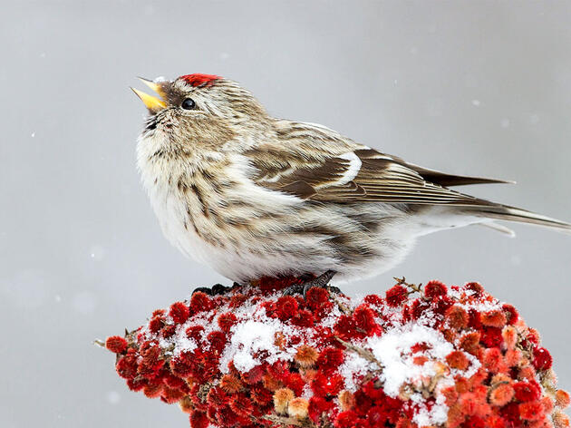 How Bird-Friendly Are Your Holiday Decorations? 