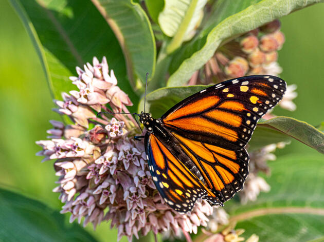 Audubon Awarded $175k to Enhance & Restore Butterfly and Bird Habitat