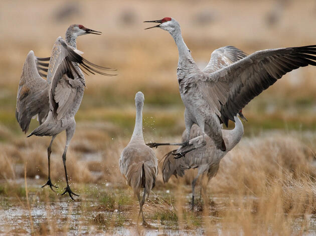 Audubon Nebraska's Crane Festival Call for Presentations